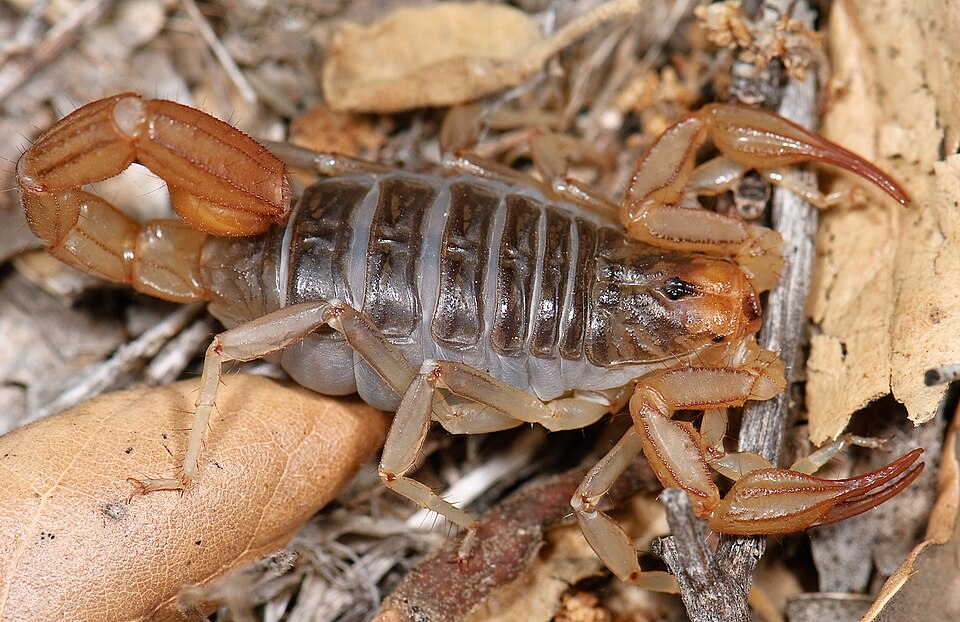 Photo of California common scorpion