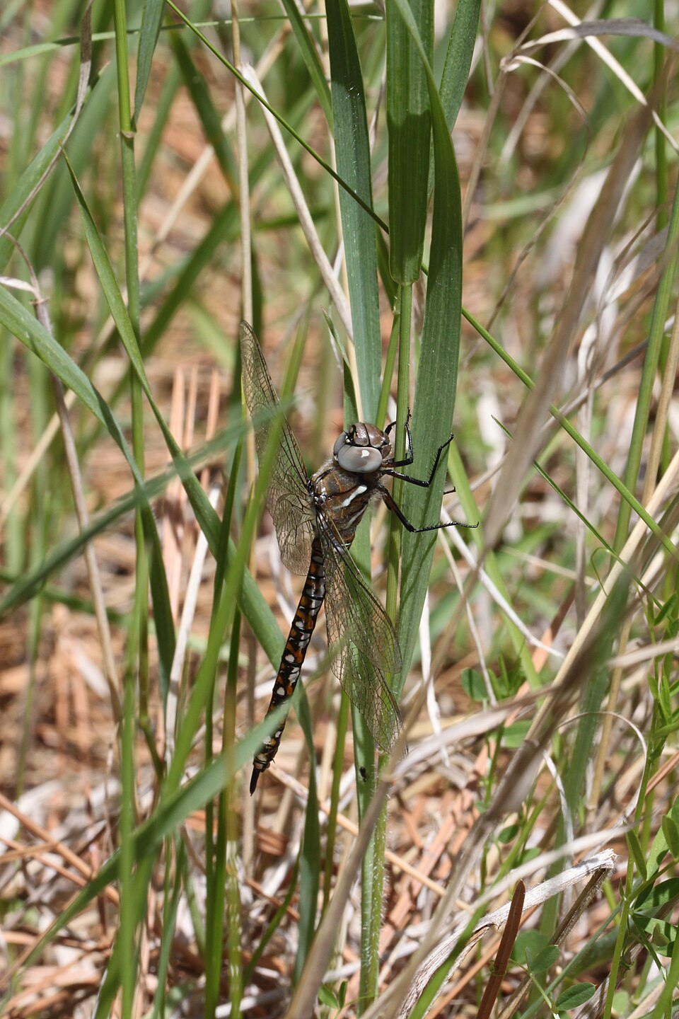 Photo of California darner