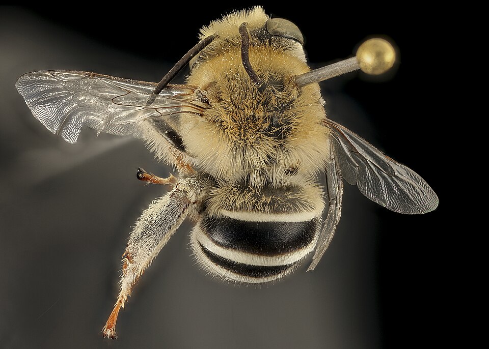 Photo of California digger bee
