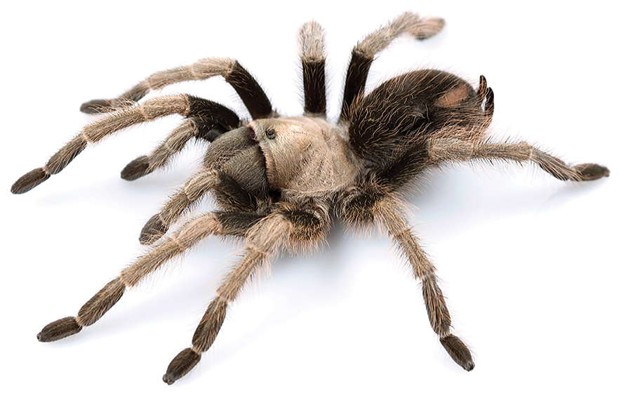 Photo of California ebony tarantula