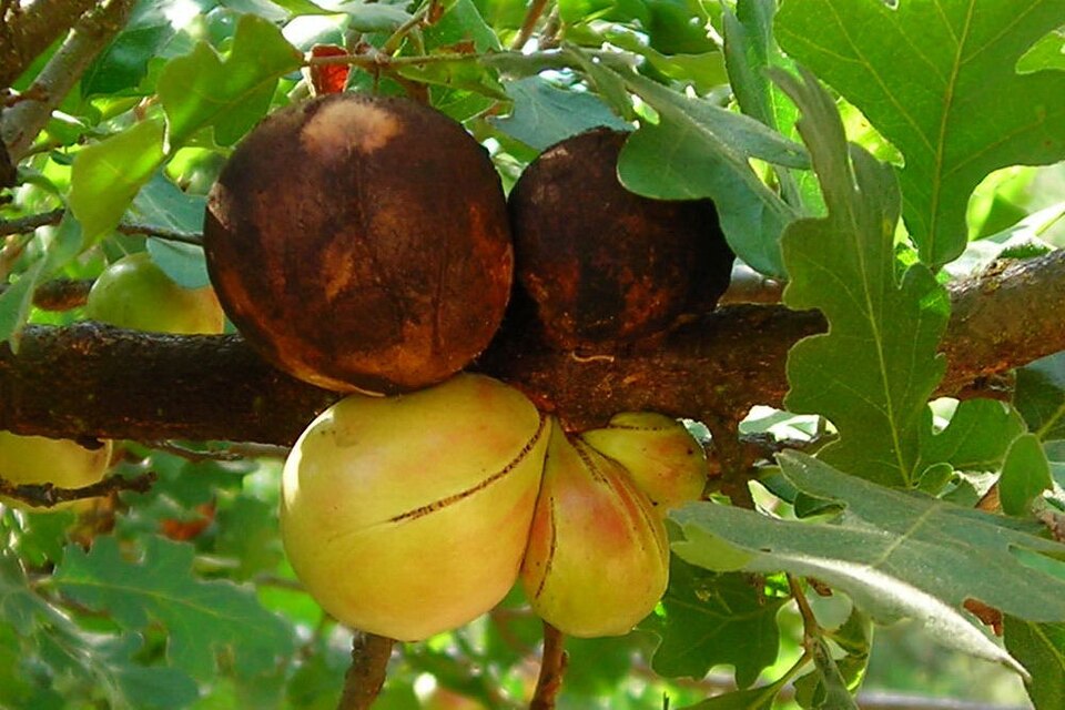 Photo of California gall wasp
