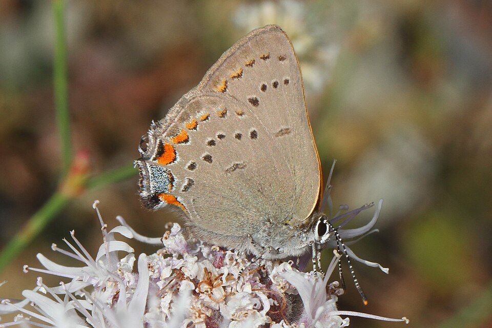 Photo of California hairstreak