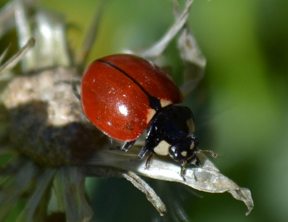 Photo of California lady beetle