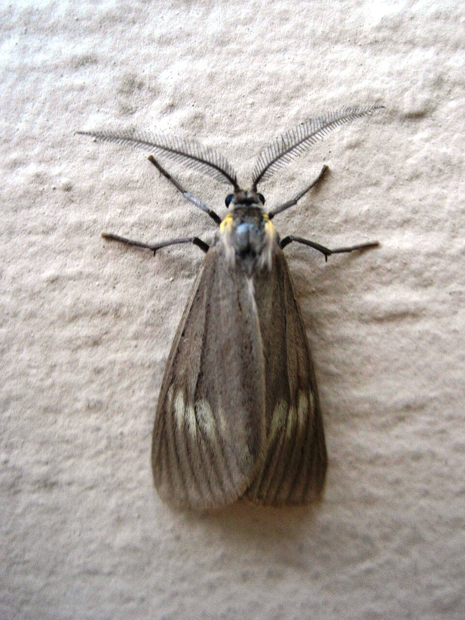 Photo of California oak moth