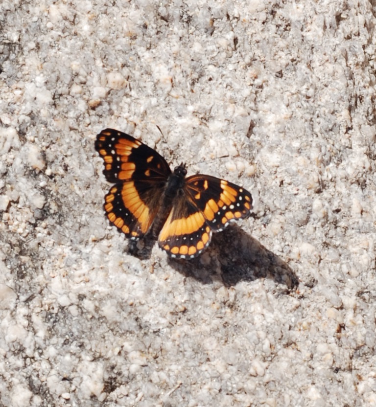 Photo of California patch
