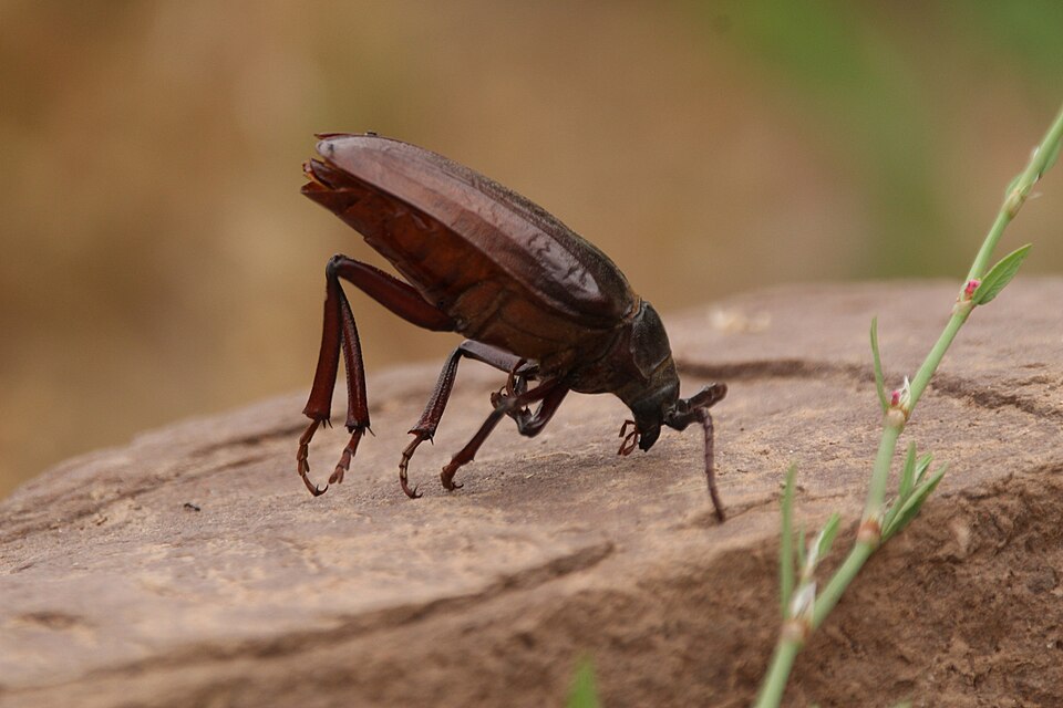 Photo of California root borer