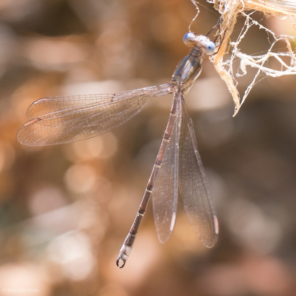 Photo of California spreadwing