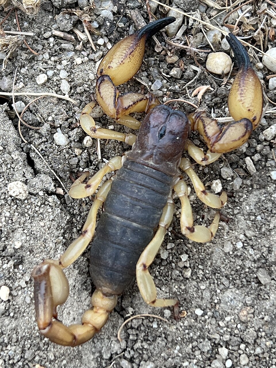 Photo of California swollenstinger scorpion