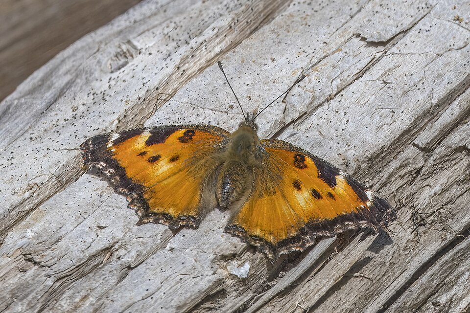 Photo of California tortoiseshell