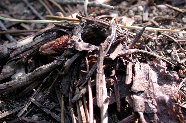 Photo of California turret spider