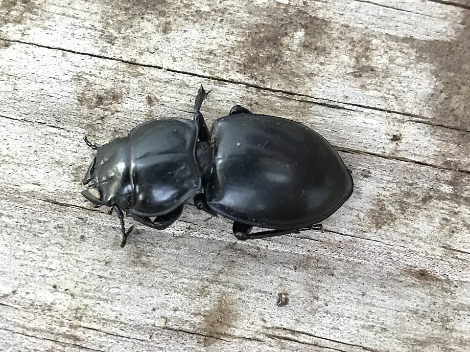 Photo of California warrior beetle