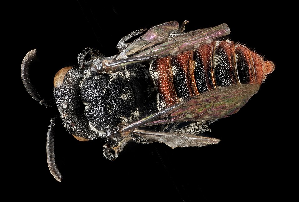 Photo of Calliopsis cuckoo nomad bee