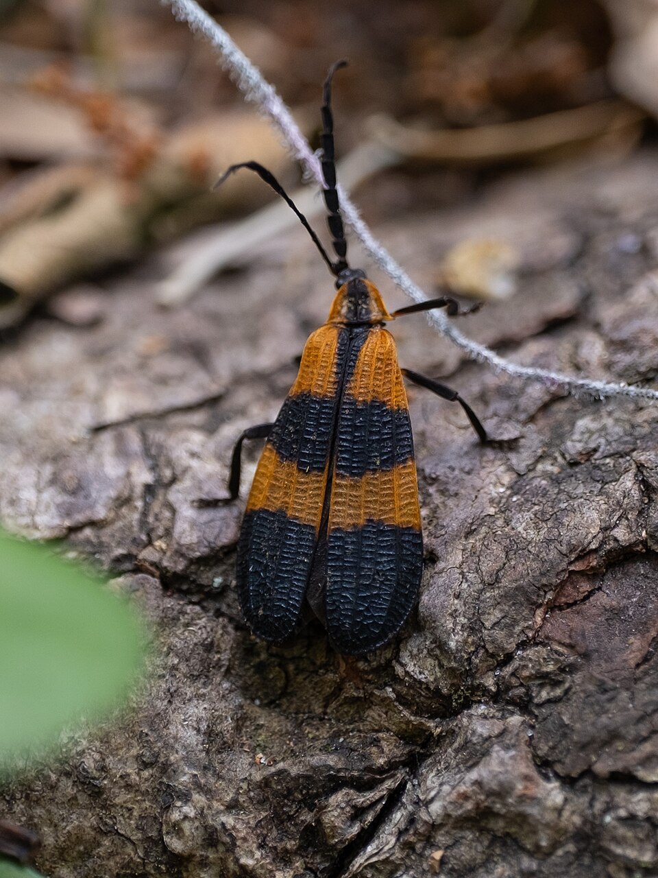 Photo of Banded net-winged beetle