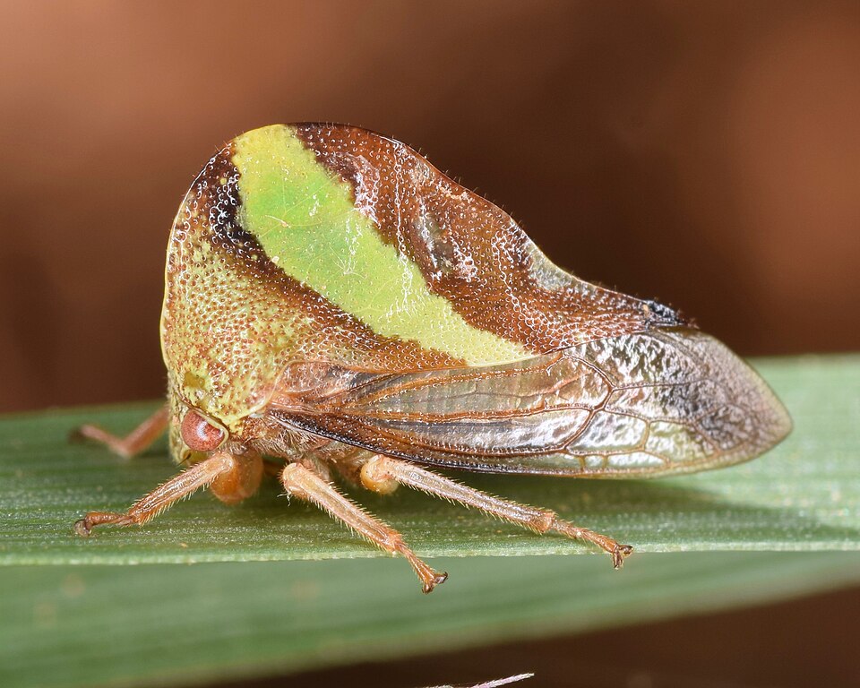 Photo of Camel treehopper