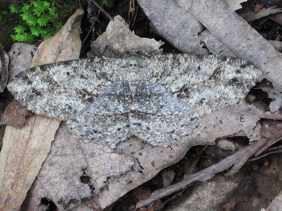 Photo of Canadian melanolophia moth