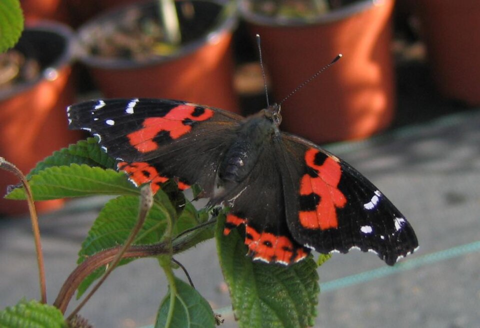 Photo of Canary red admiral