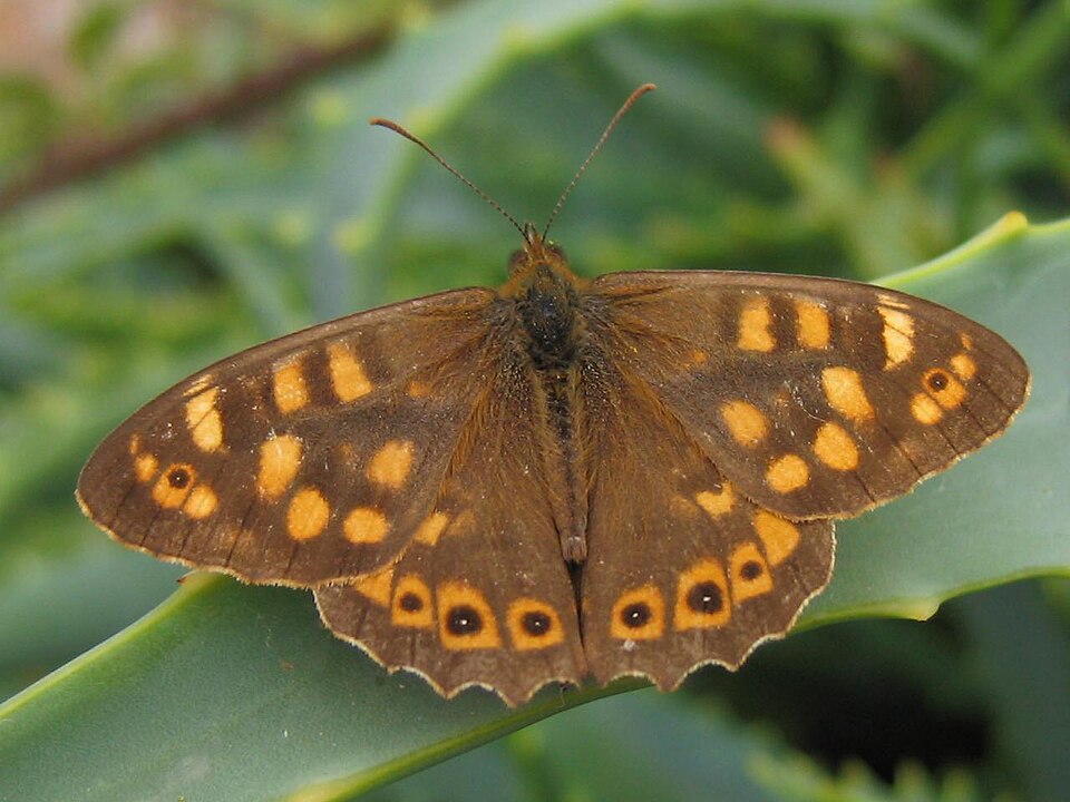 Photo of Canary speckled wood