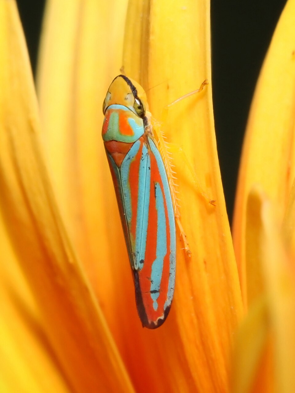 Photo of Candy-striped leafhopper