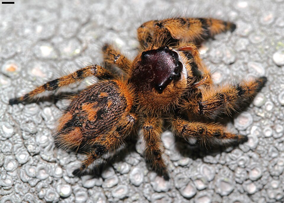 Photo of Canopy jumping spider