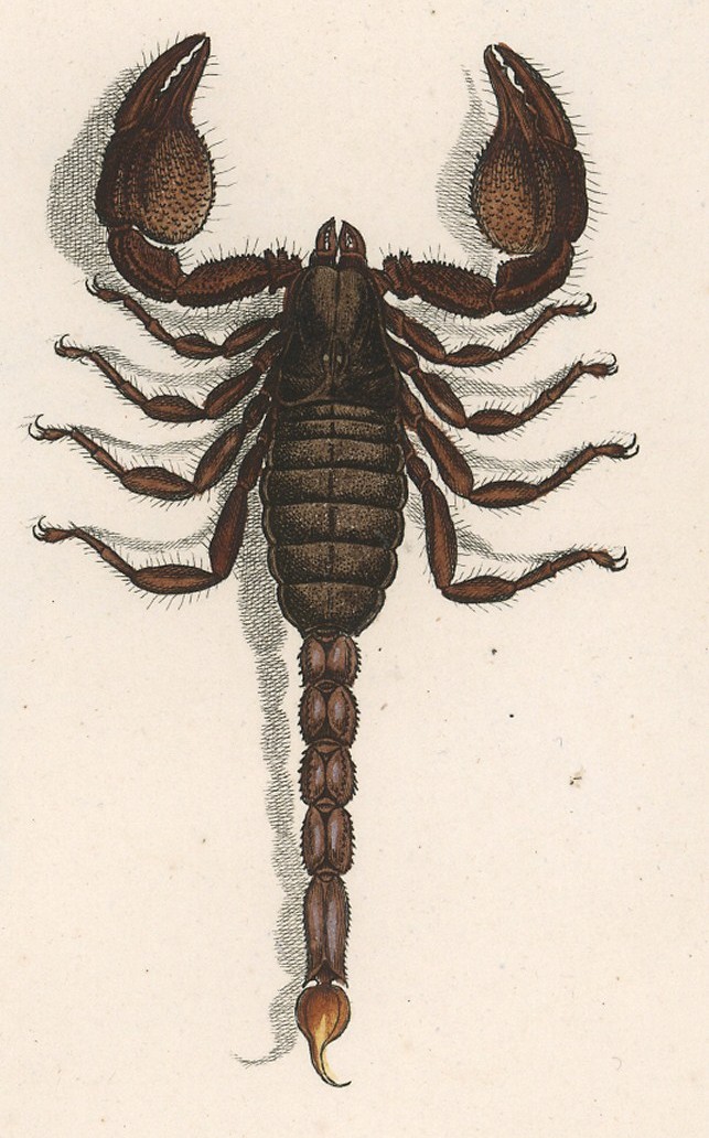 Photo of Cape docile scorpion