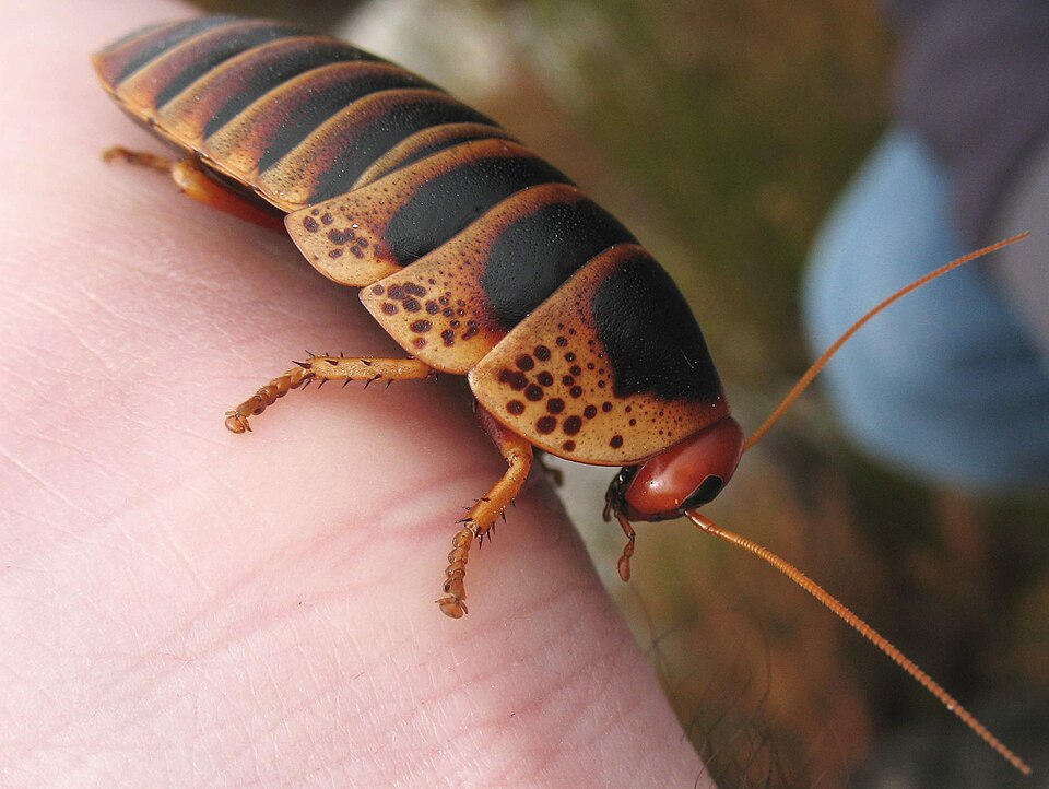Photo of Cape Mountain cockroach
