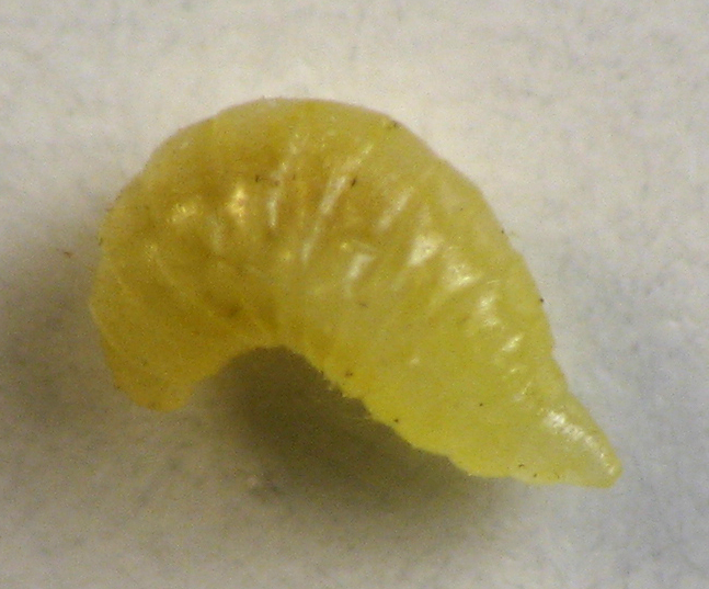 Photo of Carbonifera goldenrod gall midge