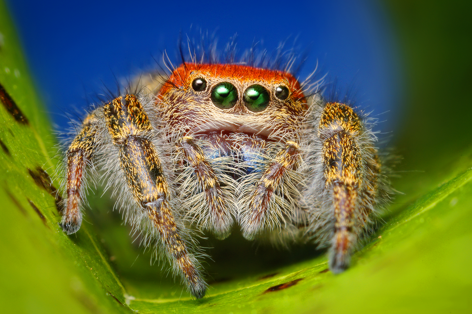 Photo of Cardinal jumping spider