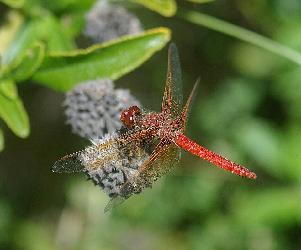 Photo of Cardinal meadowhawk