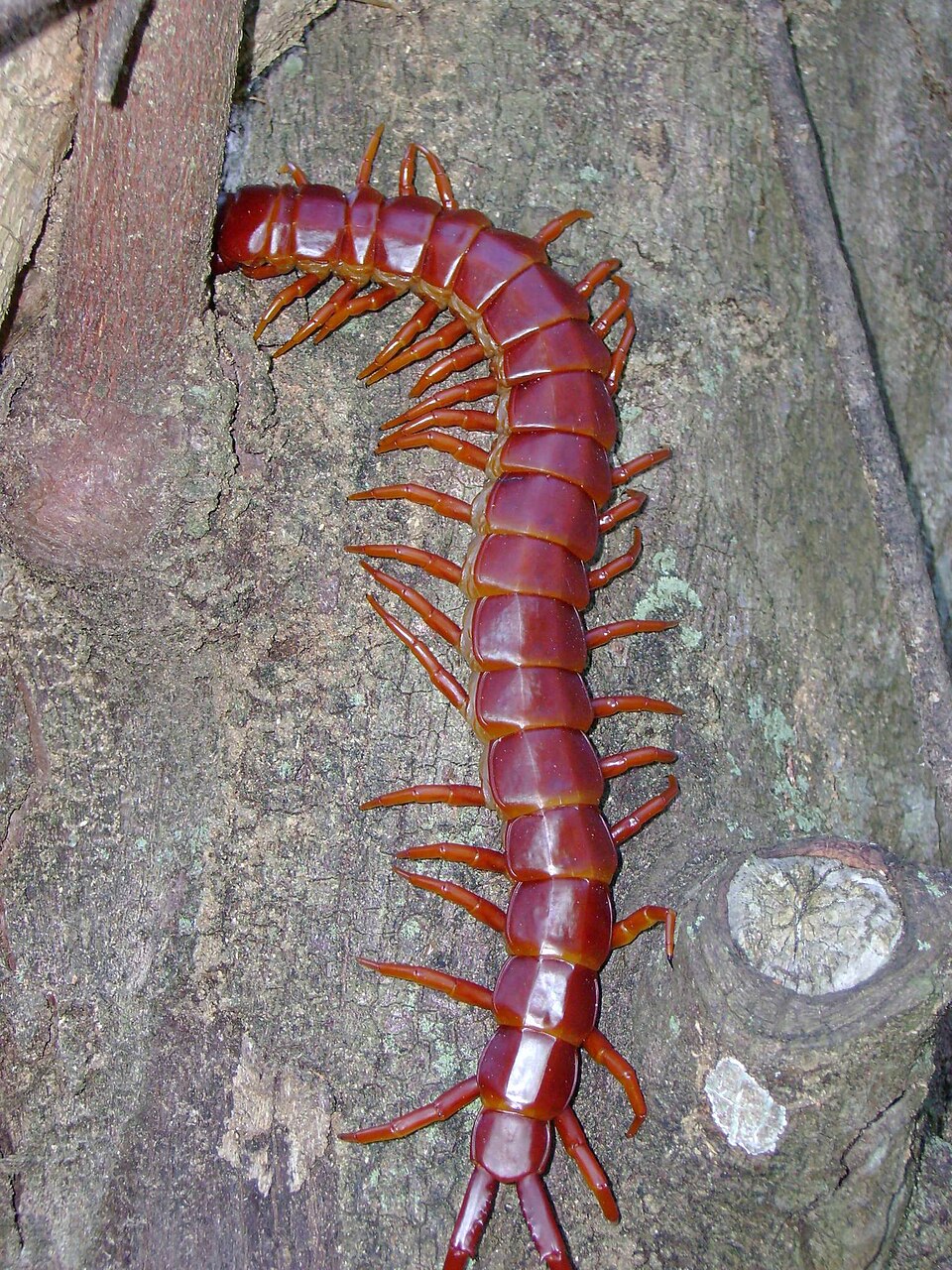 Photo of Caribbean giant centipede