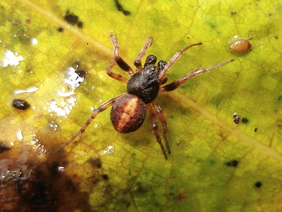 Photo of Carmine orbweaver