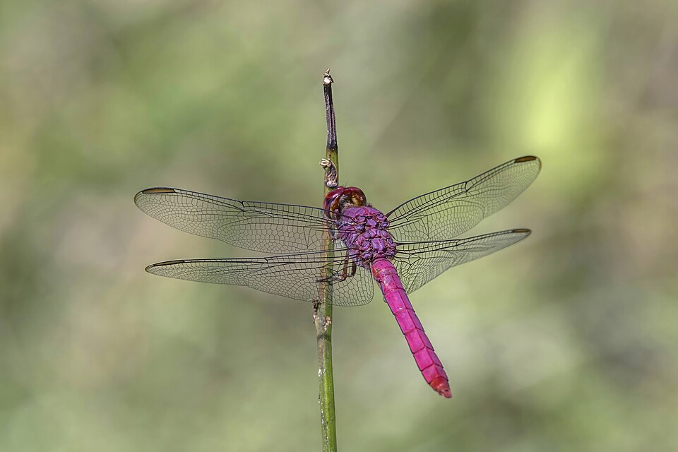 Photo of Carmine skimmer