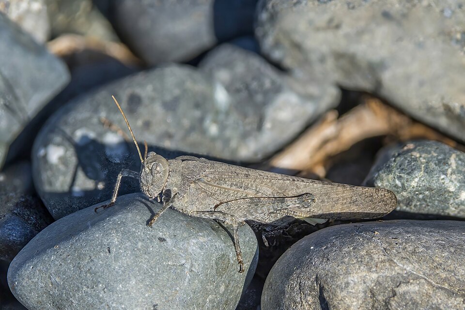 Photo of Carolina grasshopper
