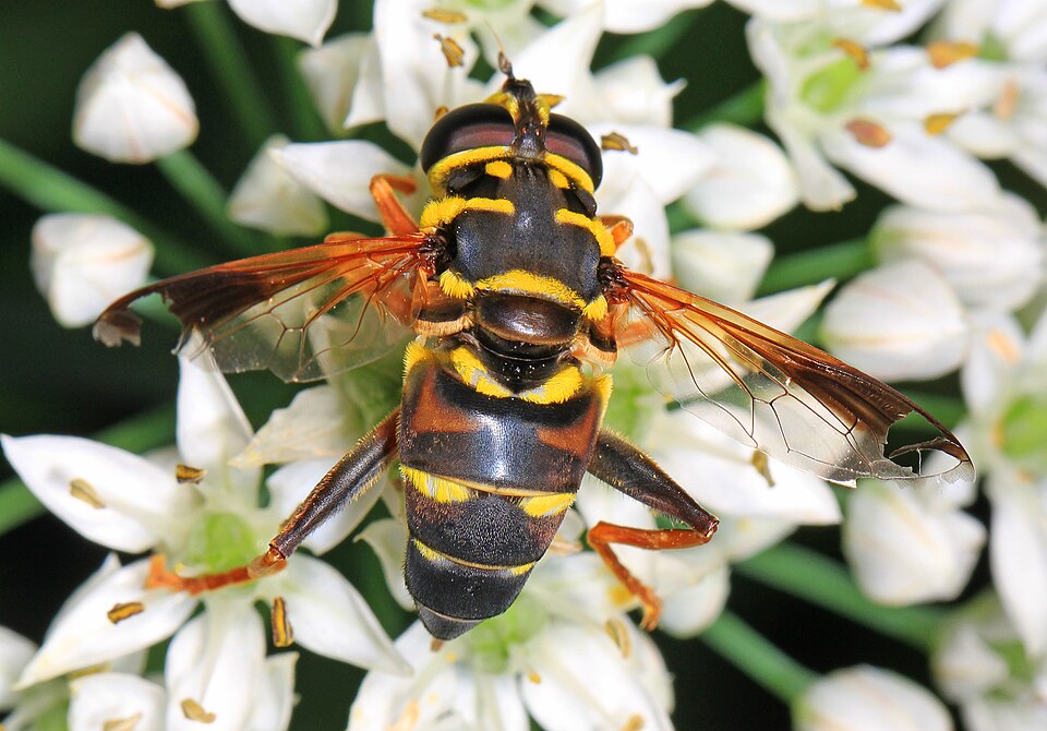 Photo of Carolinian elegant