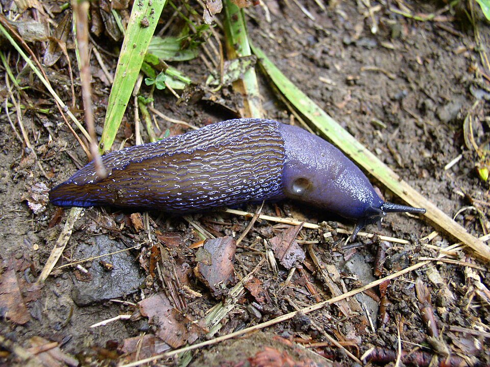 Photo of Carpathian blue slug