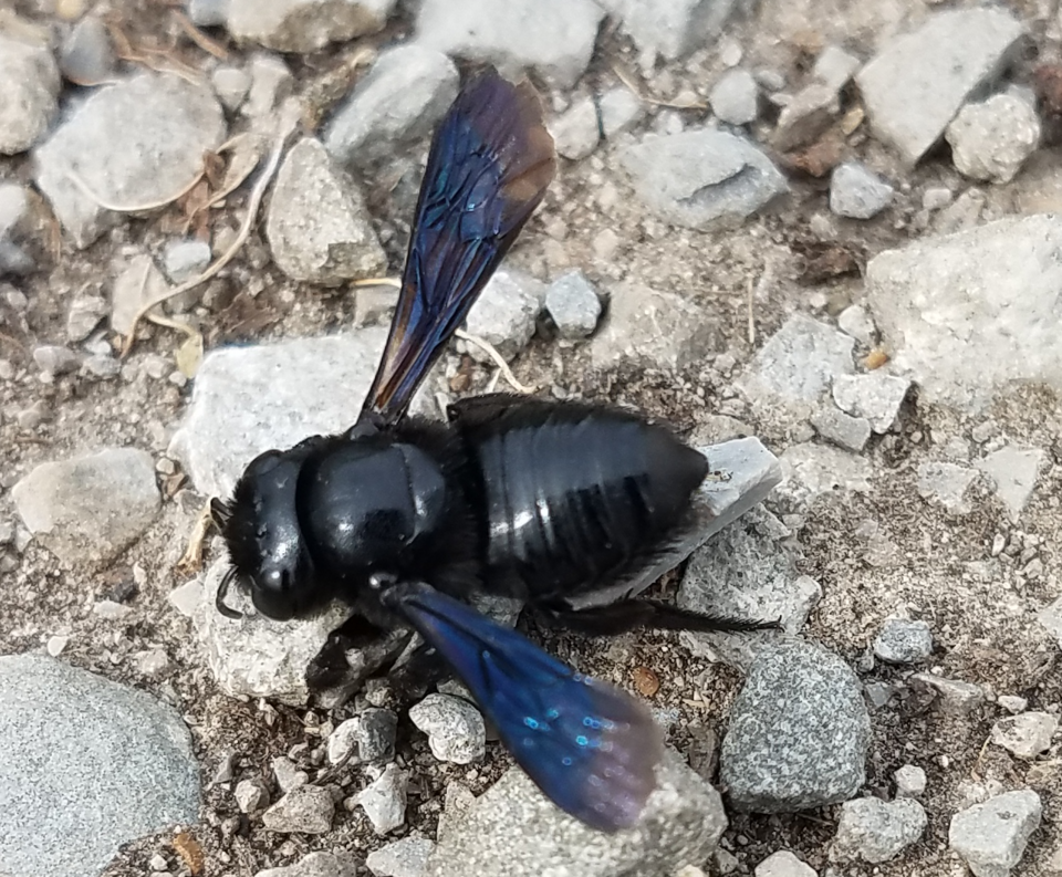 Photo of Carpenter-mimic leafcutter bee