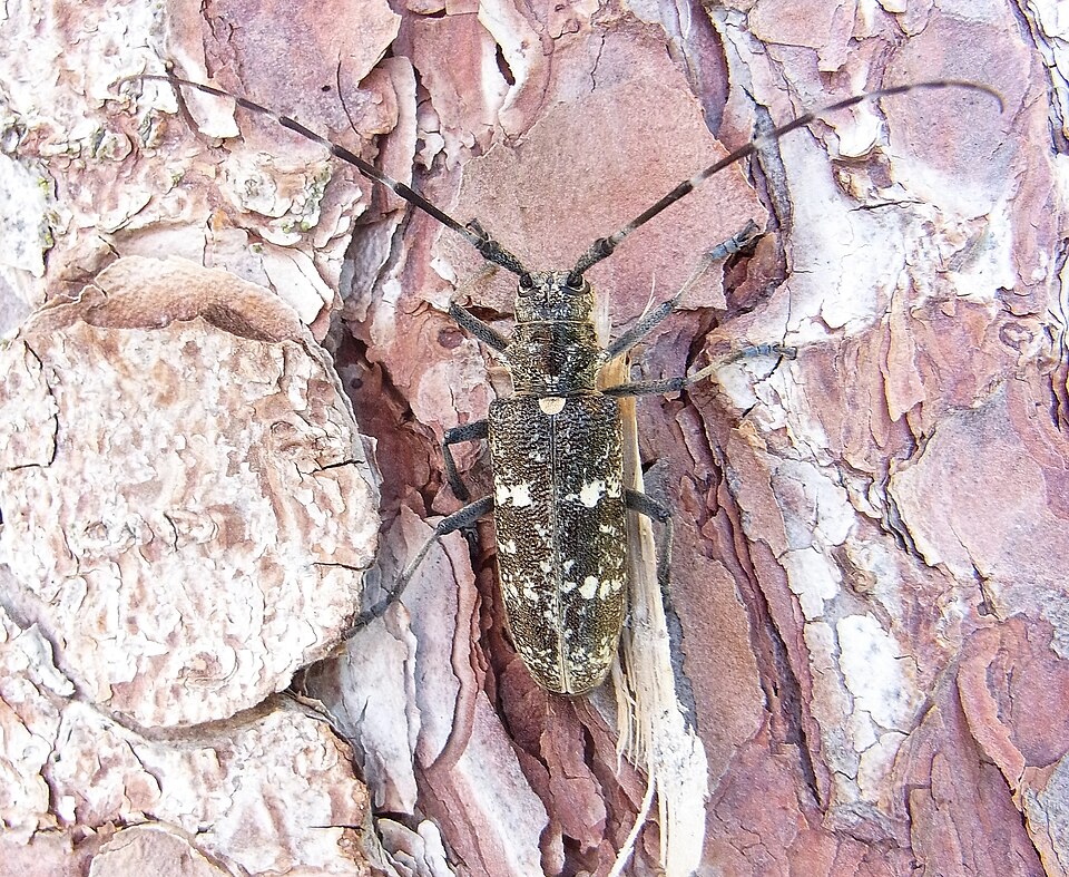 Photo of Carpenter sawyer beetle