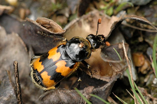 Photo of Carrion beetle