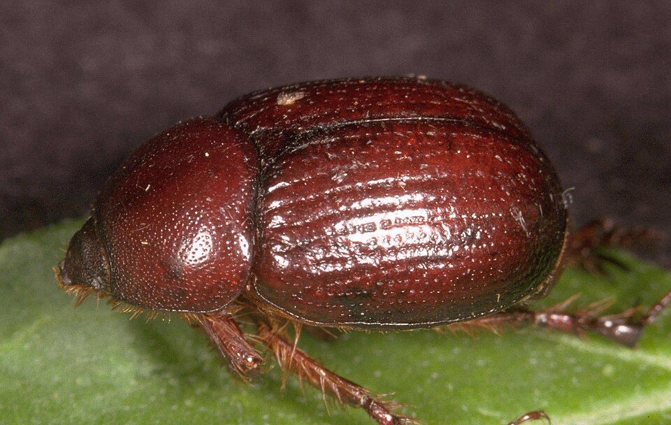 Photo of Carrot beetle