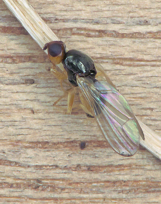 Photo of Carrot fly