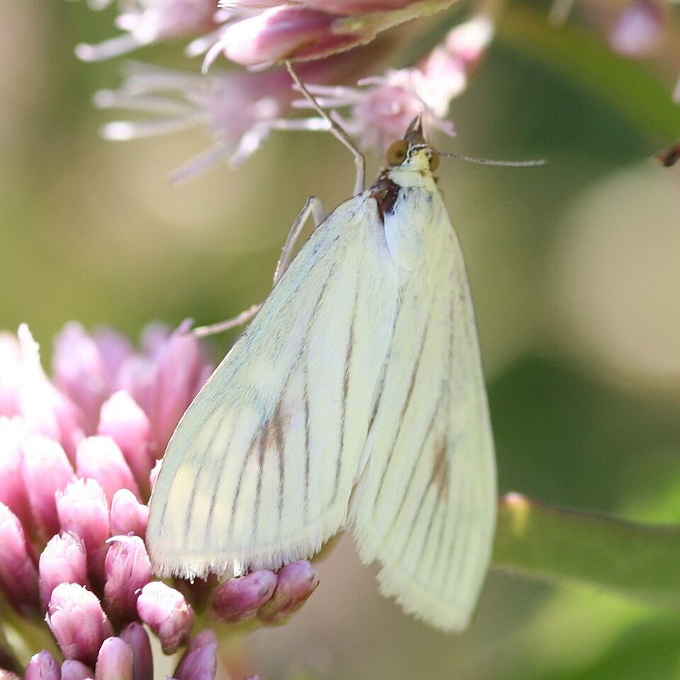 Photo of Carrot seed moth