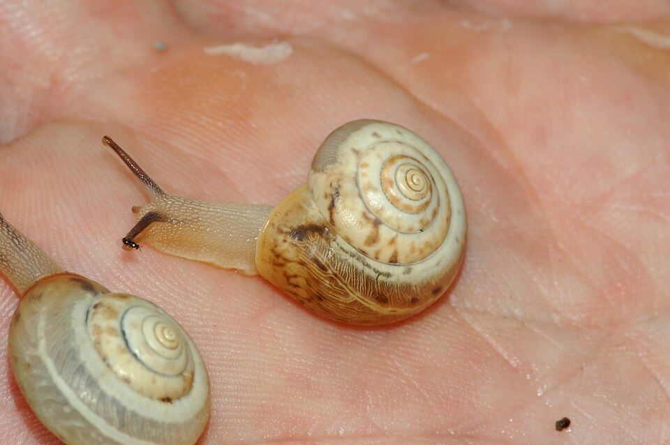 Photo of Carthusian nun snail