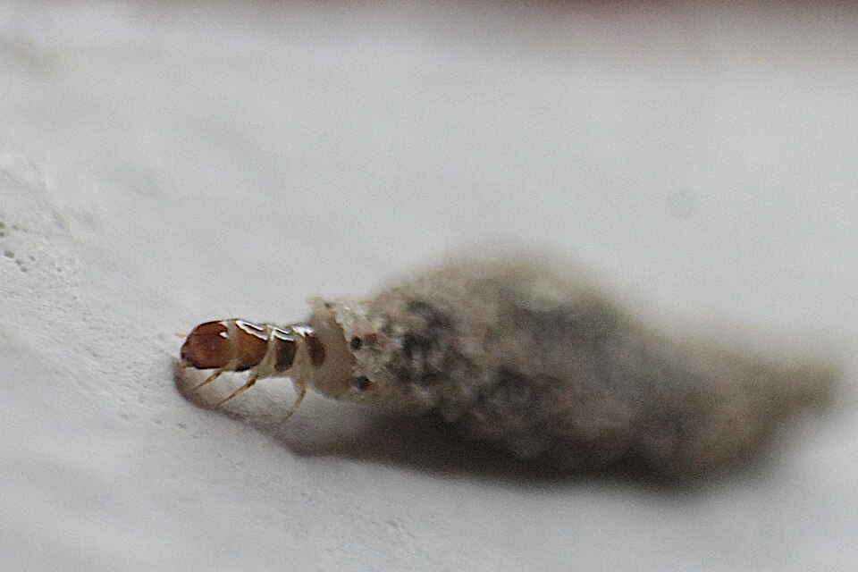 Photo of Case-bearing clothes moth