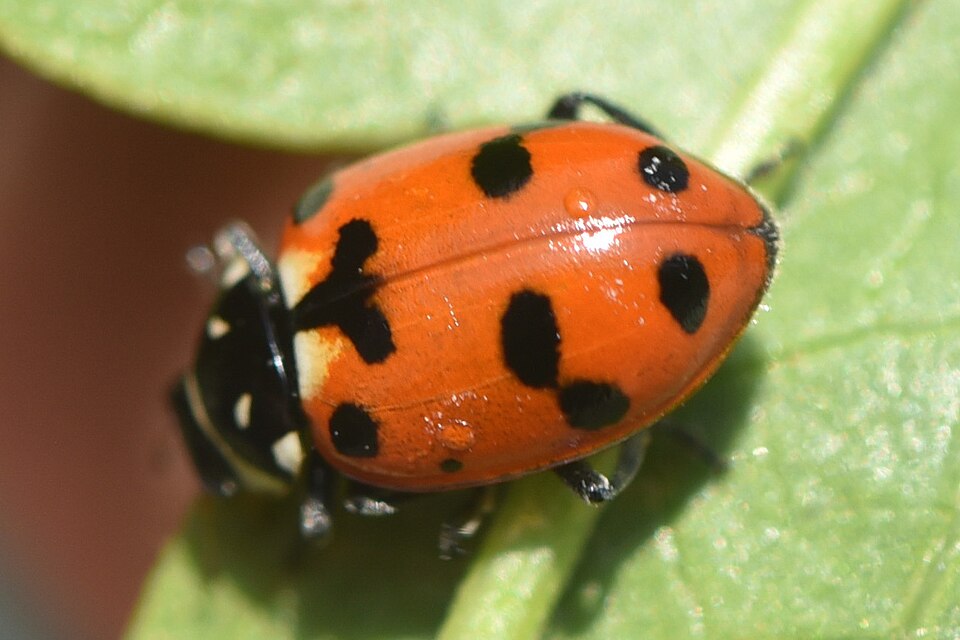 Photo of Casey's lady beetle