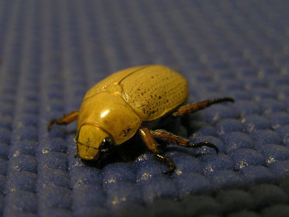 Photo of Cashew beetle