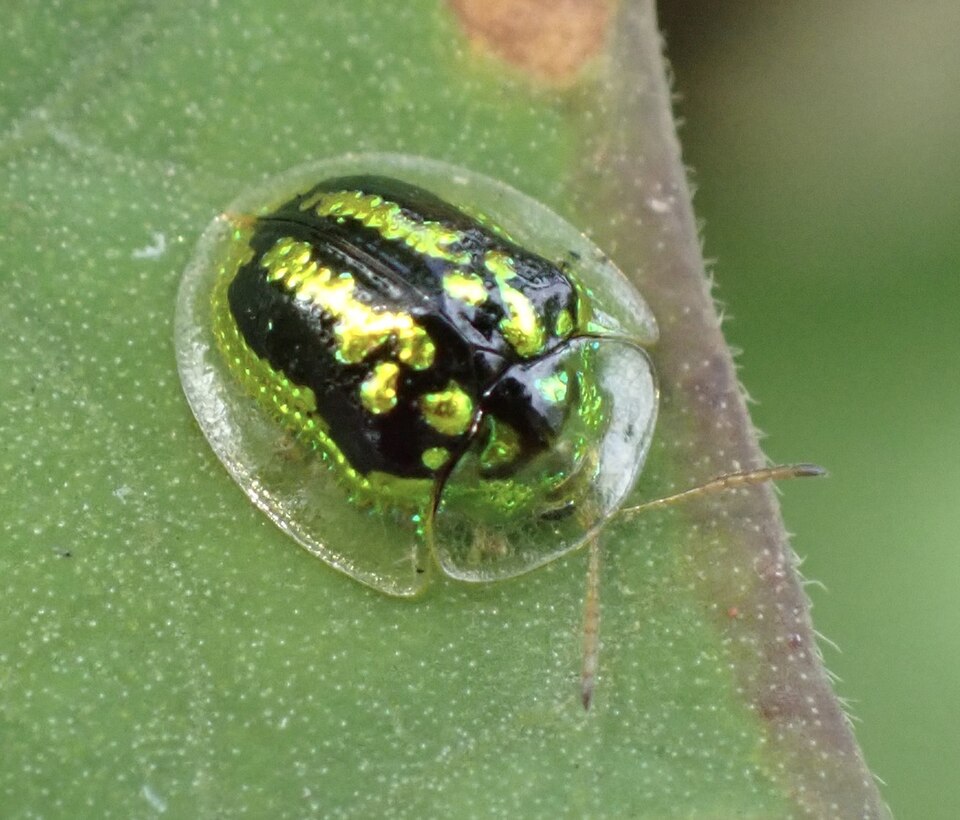 Photo of Green tortoise beetle