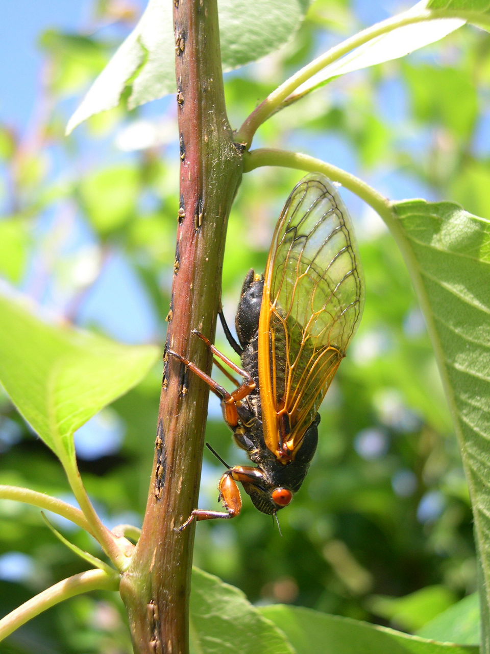 Photo of Cassin's periodical cicada