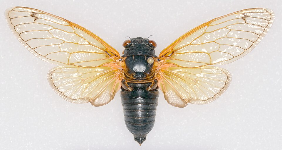 Photo of Cassin's 13-year cicada