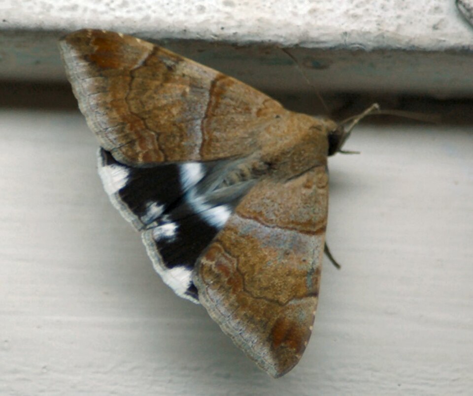 Photo of Castor semi-looper