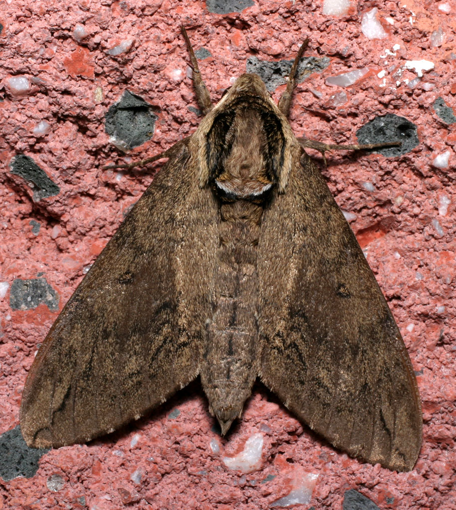 Photo of Catalpa sphinx
