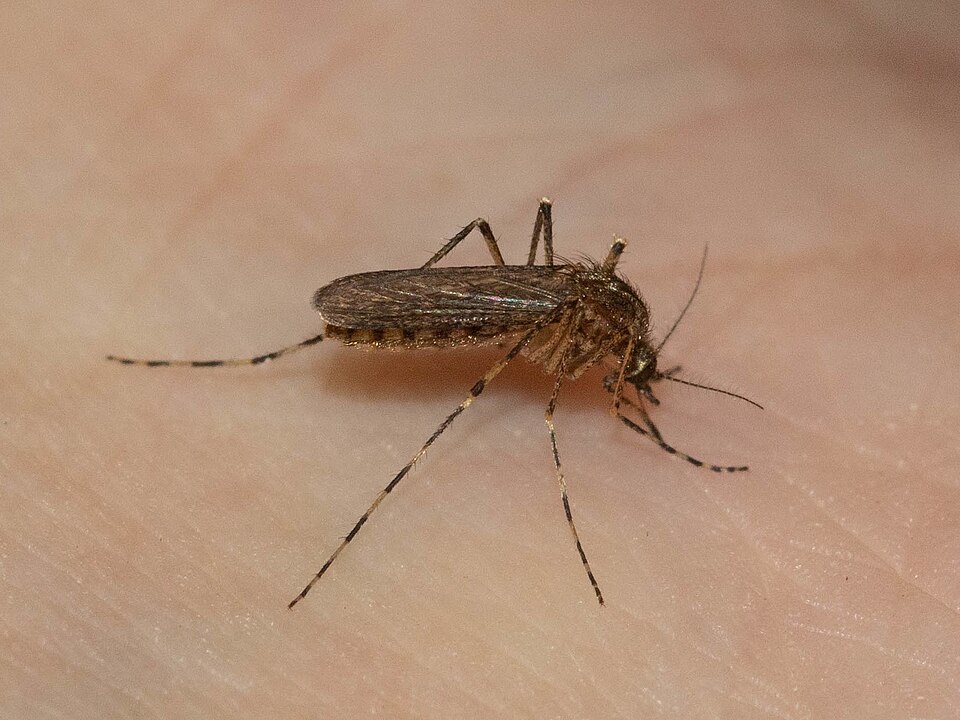 Photo of Cattail mosquito